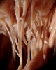 chorda tendinea