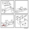 kedi beslemek