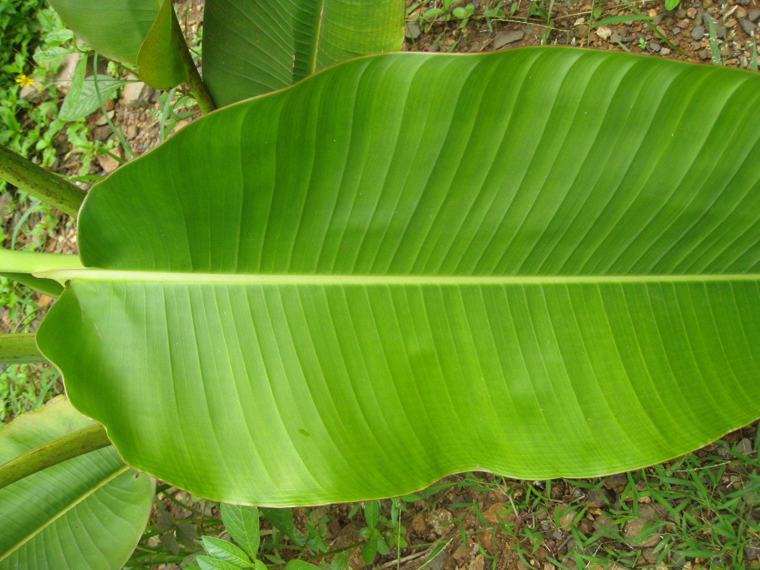 у кого крупные листья с сочной листовой пластиной. банановая пальма листья крупно. Burtoniae big leaves. Big leaves. Big leaf big.