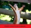 düğünde zeybek oynayan damat / #1095424