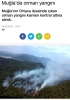 orman yangını
