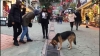 mazgala bakan sokak köpeği / #2095280