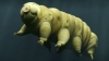 tardigrad