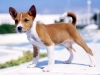 basenji