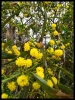 mimoza çiçeği
