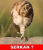 9 aralık 2006 uludağ sözlük eskişehir zirvesi / #2364763
