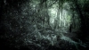 korku filmlerindeki ormanı görüp huylanmayan tip