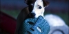 maske filmindeki köpek / #1745655