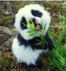 panda ayı mıdır