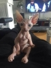 para ile kedi satan tipler / #1868010
