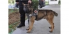polis köpeği