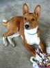 basenji