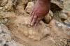 ığdır da bulunan midye fosili
