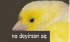 sözlüğümüzde çok ayıplı konuşan erkekler olması / #1235854