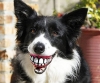 köpek / #1044898