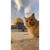 kubbet us sahra nın önünde yatan kedi / #2116335