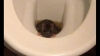 tuvalet deliğinden çıkıp testisleri ısıran fare