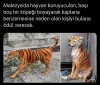 köpeği kaplan gibi boyamak / #2072782