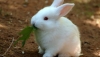 tavşanların neden aşırı tatlı olması