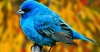 mavi kuş