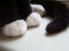 siyah beyaz kedi