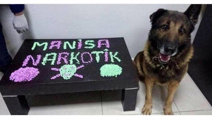vazifesini yapmış narkotik köpeği tatlılığı