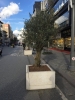 beton saksıda yeşil ağaç projesi