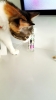 evde kedi besleyenlerin pis insanlar olması / #1161464
