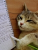 kedi sahibi uludağ sözlük yazarları