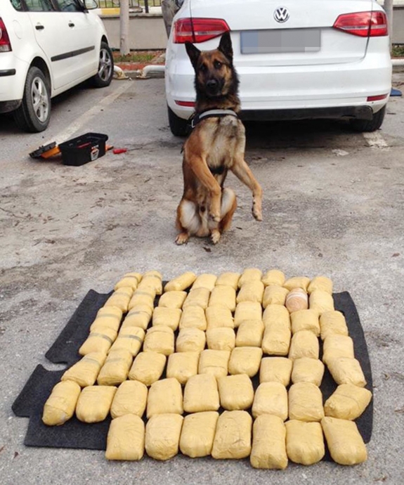 vazifesini yapmış narkotik köpeği tatlılığı