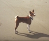 basenji