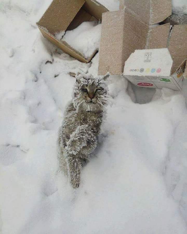 soğuk havada donarak ölen kedi uludağ sözlük
