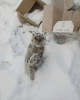 soğuk havada donarak ölen kedi