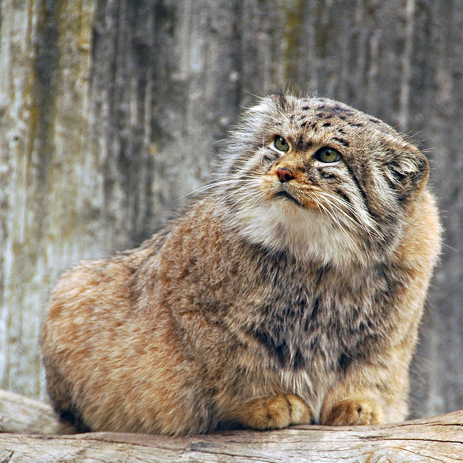 Дикий кот описание. Степной кот Манул. Лесной кот Манул. Манул (палласов кот). Сибирский дикий кот Манул.