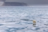 svalbard adamıza sahip çıkıyoruz kampanyası