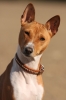 basenji