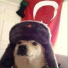 bayraklı köpek fotoğrafı