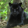 jaguarların asil hayvanlar olması