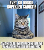 kediler ve köpekler / #2032467