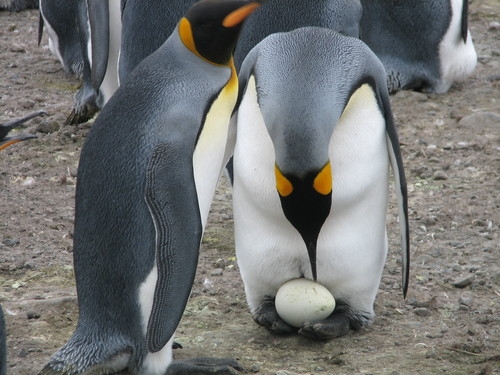 penguen yumurtasÄ± ile ilgili gÃ¶rsel sonucu