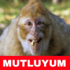ben ne zaman insan olacağım diyen maymun