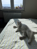 kedi