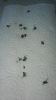 8 kasım 2012 büyük sinek katliamı