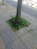 ağaç / #2425248