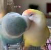 öpüşmek