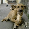 karışık tost yerken oturup size bakan köpek / #2093133