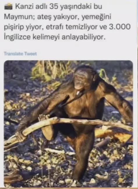 maymun ol aslına dön