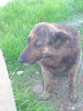 sözlük yazarlarının köpekleri / #2428410