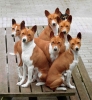 basenji