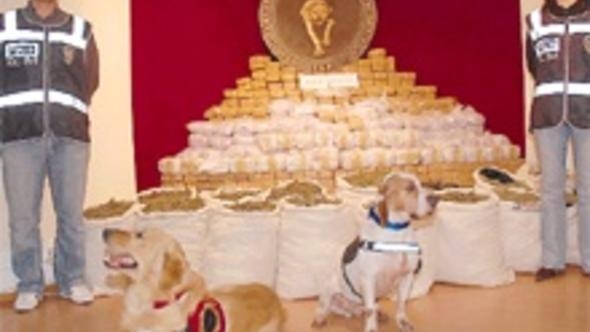 vazifesini yapmış narkotik köpeği tatlılığı